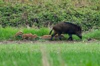Sus scrofa