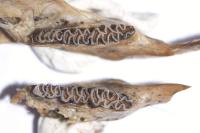 Clethrionomys glareolus