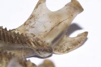 Microtus arvalis