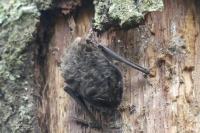 Barbastella barbastellus
