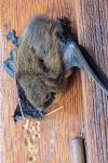 Pipistrellus