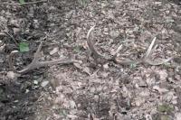 Cervus elaphus