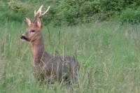Capreolus capreolus