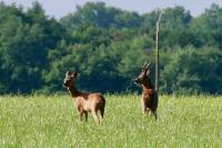 Capreolus capreolus