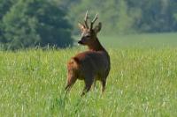 Capreolus capreolus