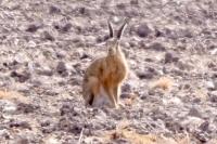 Lepus europaeus