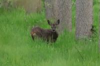 Capreolus capreolus