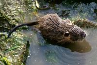 Myocastor coypus