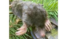 Talpa europaea