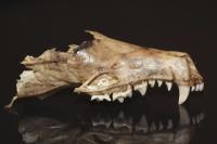 Talpa europaea