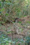 Mustela nivalis