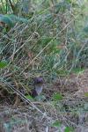 Mustela nivalis