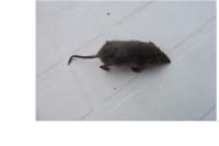 Sorex coronatus