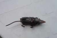 Sorex coronatus