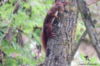 Sciurus vulgaris
