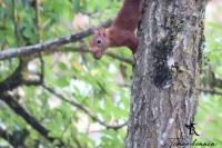 Sciurus vulgaris