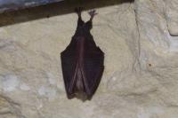 Rhinolophus hipposideros