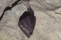 Rhinolophus hipposideros