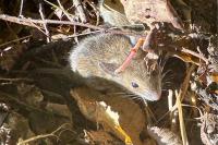 Apodemus sylvaticus