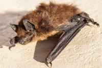 Eptesicus serotinus
