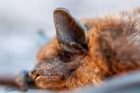 Eptesicus serotinus