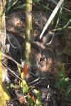Lepus europaeus