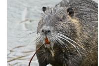 Myocastor coypus