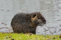 Myocastor coypus