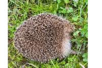 Erinaceus europaeus
