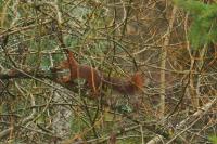 Sciurus vulgaris