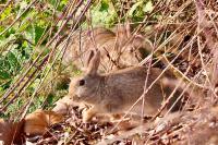Oryctolagus cuniculus