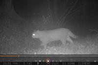 Felis silvestris