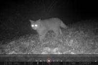 Felis silvestris