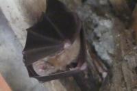Rhinolophus ferrumequinum