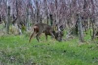 Capreolus capreolus