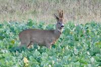 Capreolus capreolus
