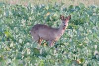 Capreolus capreolus
