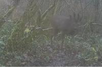 Capreolus capreolus
