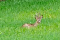 Capreolus capreolus