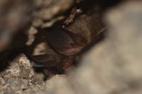 Myotis bechsteinii