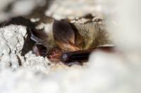 Myotis bechsteinii