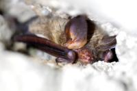 Myotis bechsteinii