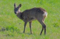 Capreolus capreolus