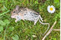 Apodemus sylvaticus