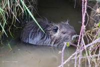 Myocastor coypus