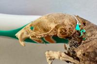 Mus musculus