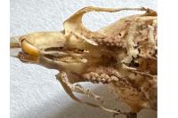 Mus musculus