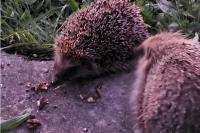 Erinaceus europaeus