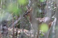 Capreolus capreolus
