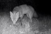 Vulpes vulpes